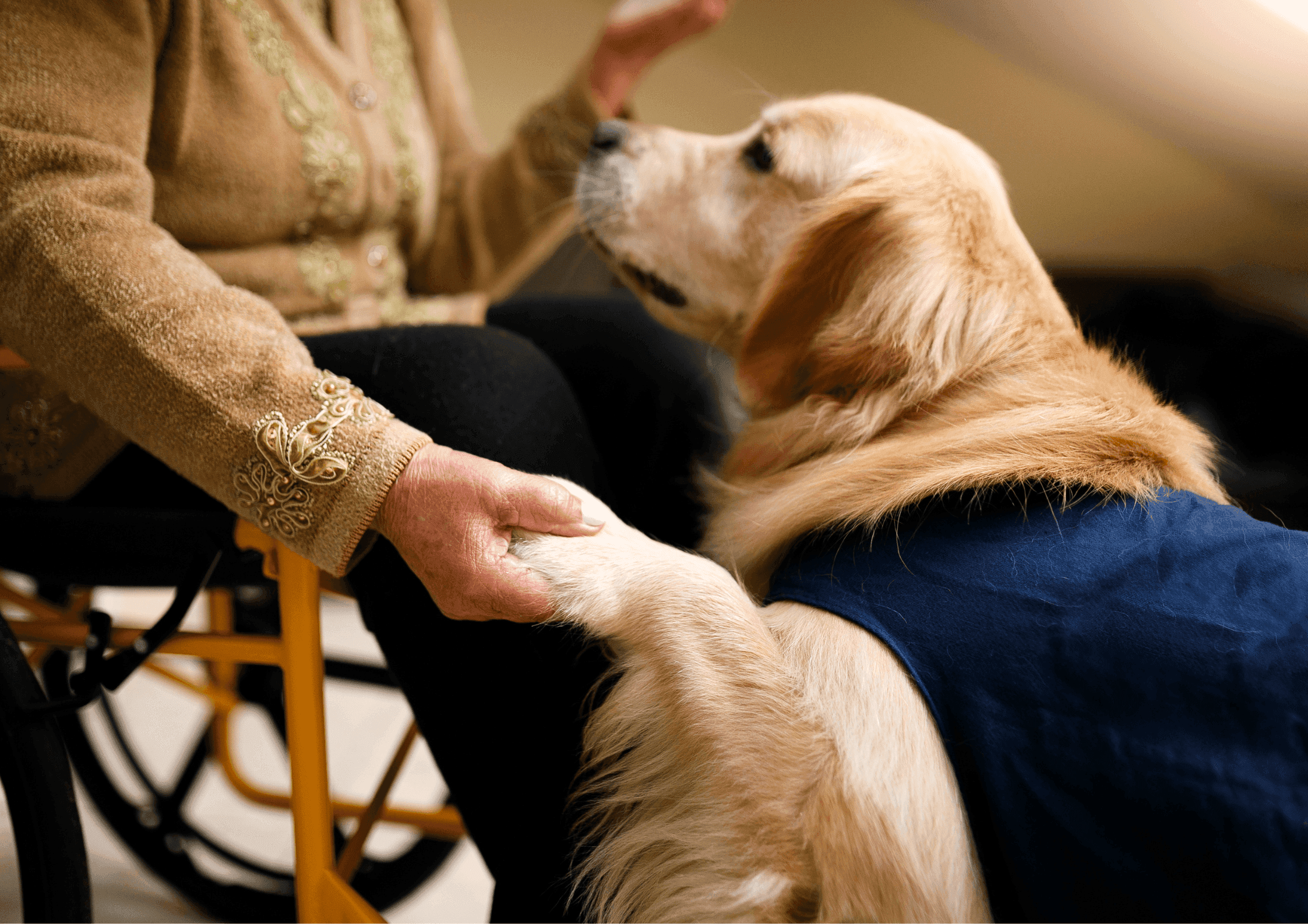 Nahaufnahme von einem Golden Retriever der neben einem Rollstuhl sitzt und die Pfote in die Hand einer älteren Dame legt.